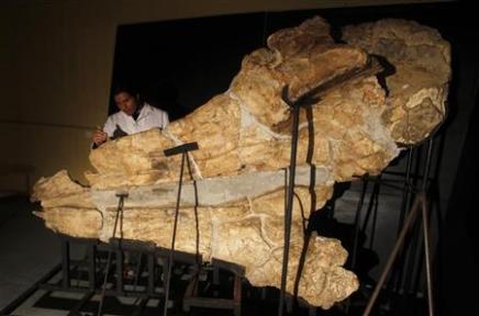 Hallan el fósil de una ballena con dientes gigantescos en Perú